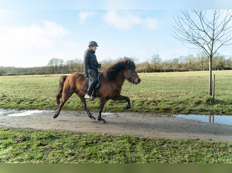 Icelandic Horse Gelding 6 years 14,1 hh Brown in Bornheim
