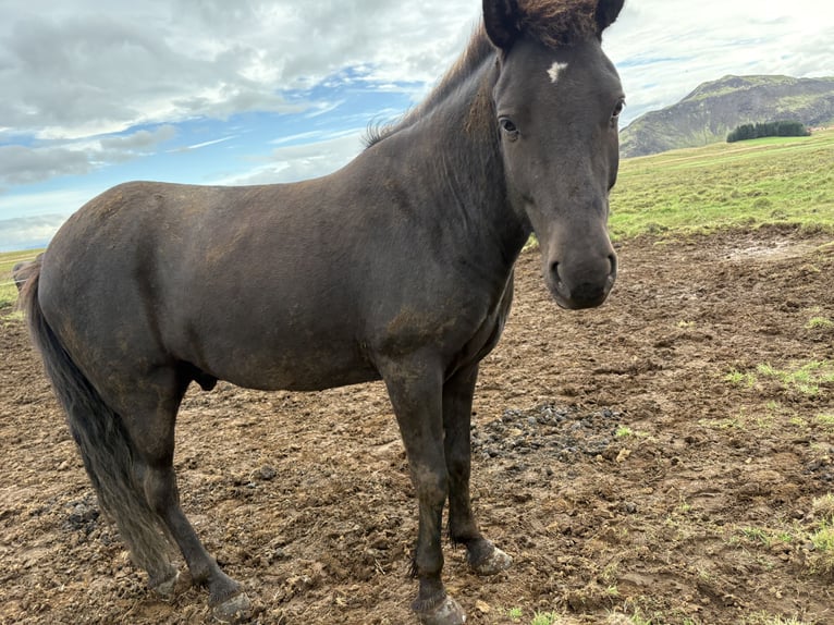Icelandic Horse Gelding 6 years 14,1 hh Brown in Selfoss
