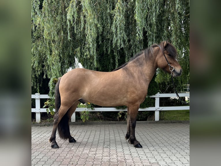 Icelandic Horse Gelding 6 years 14,1 hh Dun in Lochen am See