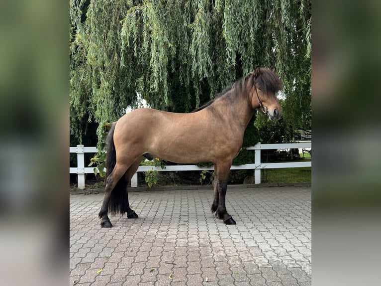 Icelandic Horse Gelding 6 years 14,1 hh Dun in Lochen am See
