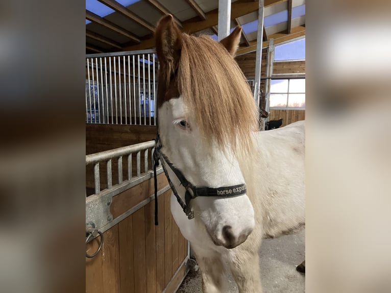 Icelandic Horse Gelding 6 years 14,1 hh Pinto in Lassee