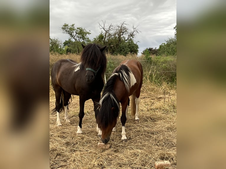Icelandic Horse Gelding 6 years 14,1 hh Pinto in Rosbach vor der H&#xF6;he Ober-RosbachRosbach