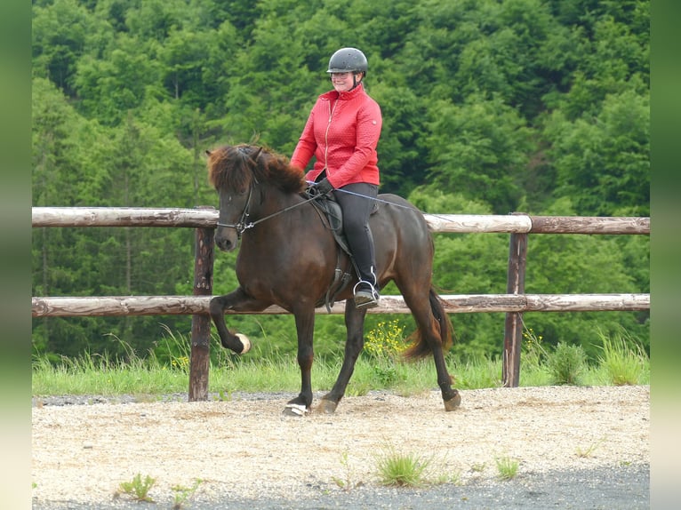 Icelandic Horse Gelding 6 years 14,2 hh Black in Euskirchen