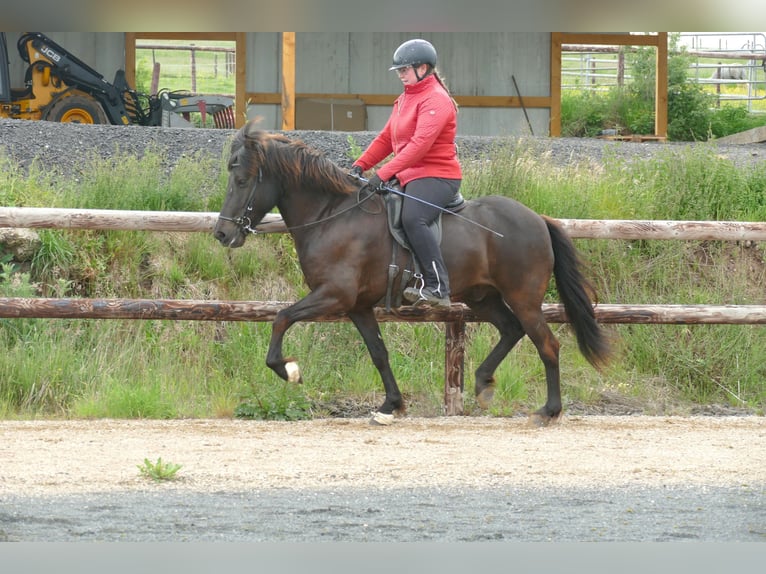 Icelandic Horse Gelding 6 years 14,2 hh Black in Euskirchen
