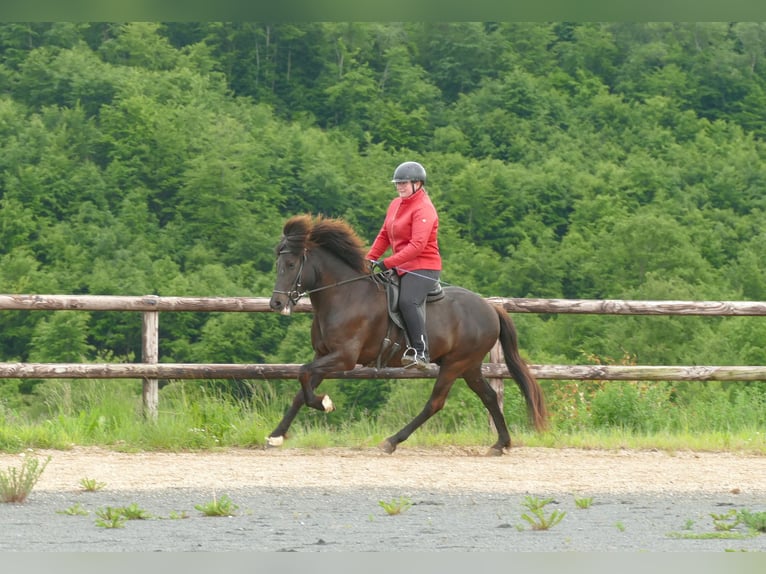 Icelandic Horse Gelding 6 years 14,2 hh Black in Euskirchen