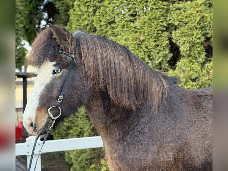 Icelandic Horse Gelding 6 years 14,2 hh Smoky-Black in Lochen am See