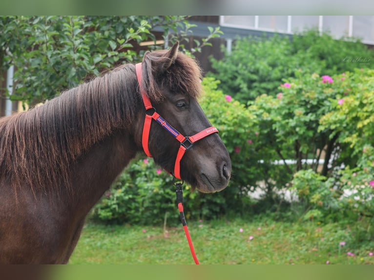 Icelandic Horse Gelding 6 years Black in Stra&#xDF;walchen
