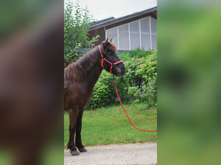 Icelandic Horse Gelding 6 years Black in Stra&#xDF;walchen