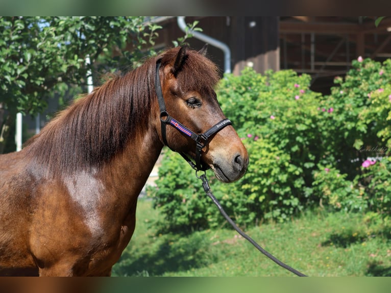 Icelandic Horse Gelding 6 years Brown in Stra&#xDF;walchen