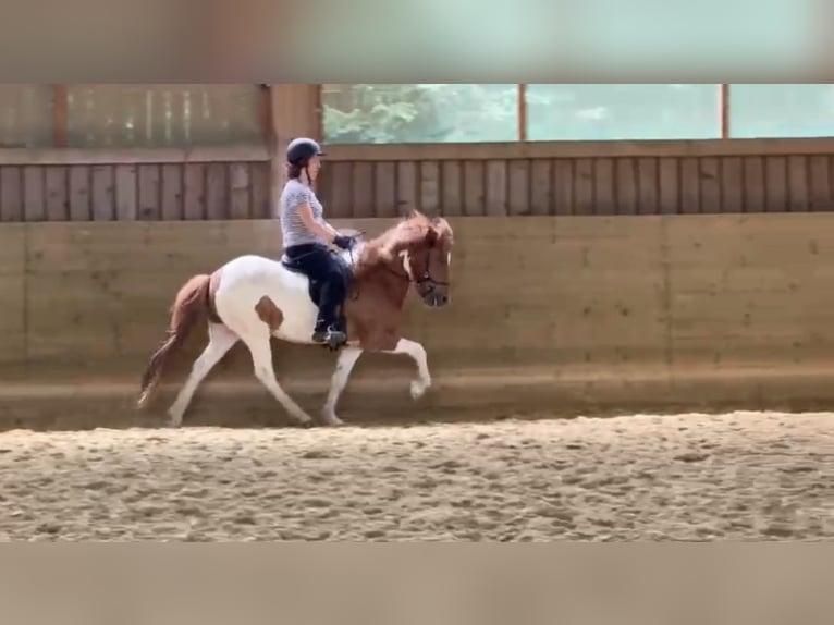 Icelandic Horse Gelding 6 years Pinto in N&#xFC;mbrecht