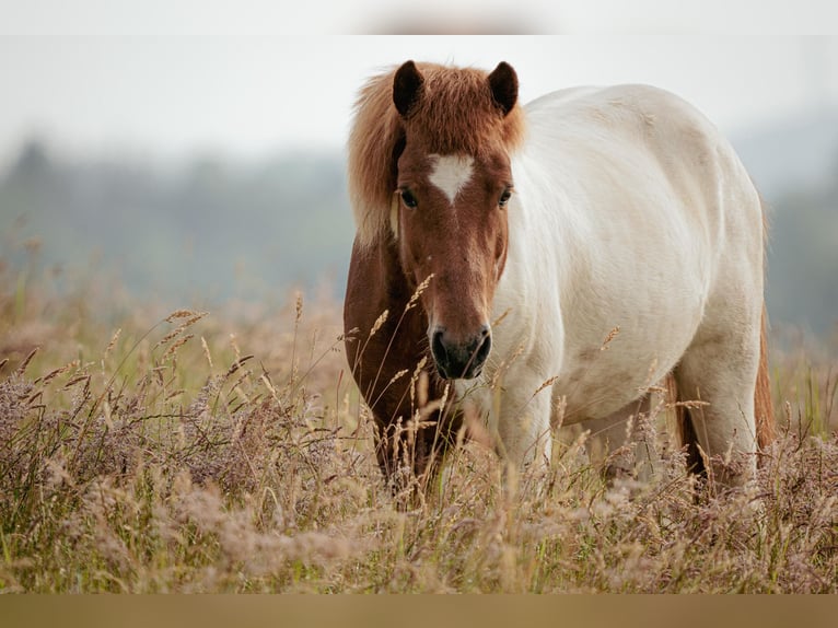 Icelandic Horse Gelding 6 years Pinto in N&#xFC;mbrecht