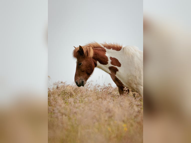 Icelandic Horse Gelding 6 years Pinto in N&#xFC;mbrecht