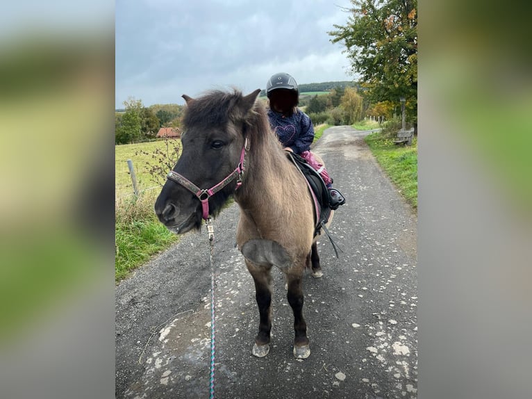 Icelandic Horse Gelding 7 years 12,3 hh Dun in Staufenberg