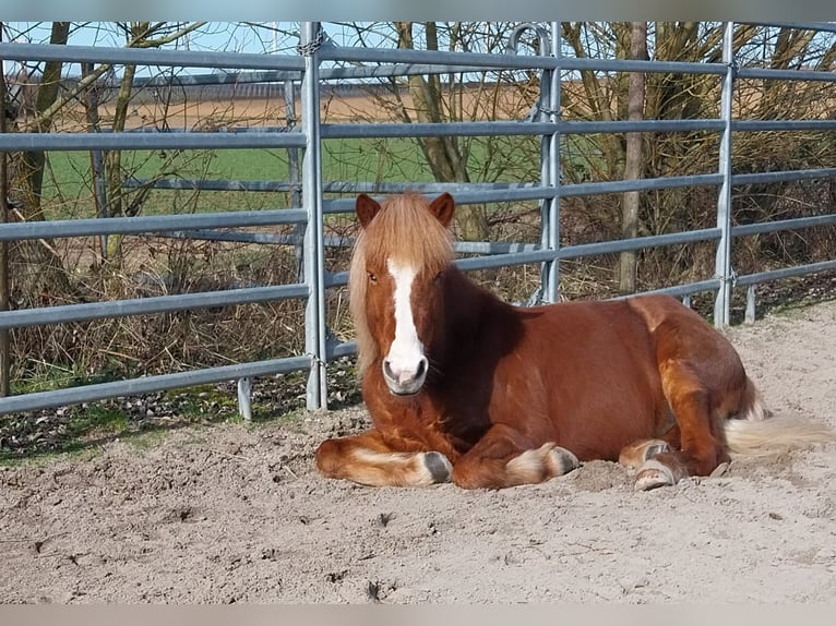 Icelandic Horse Gelding 7 years 12,3 hh Chestnut-Red in Kandel