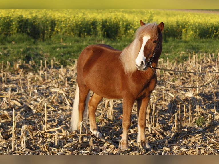 Icelandic Horse Gelding 7 years 12,3 hh Chestnut-Red in Kandel