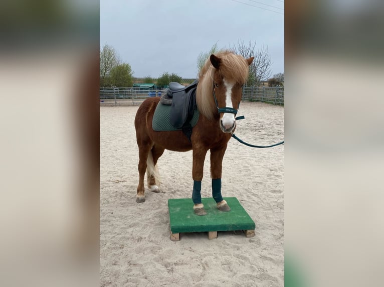 Icelandic Horse Gelding 7 years 12,3 hh Chestnut-Red in Kandel