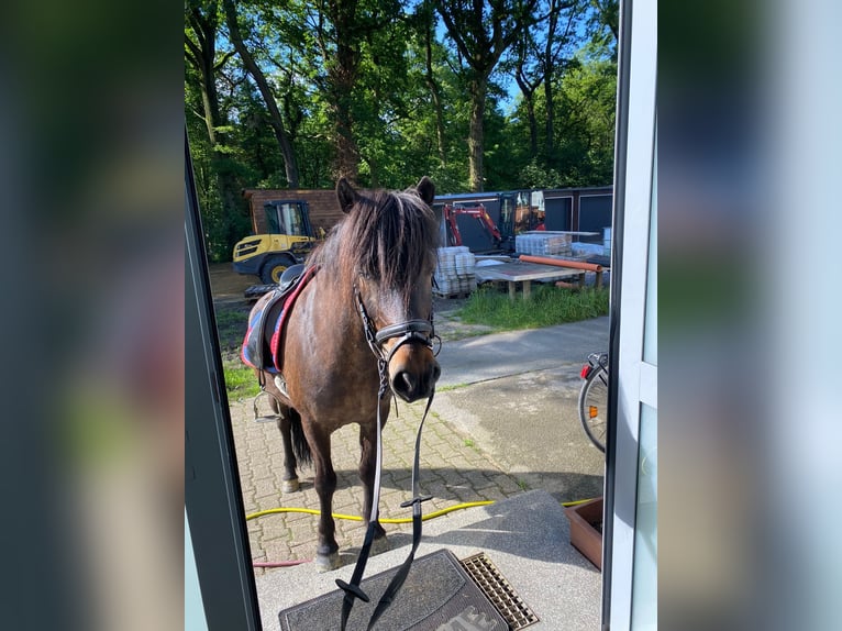 Icelandic Horse Gelding 7 years 13,1 hh Bay-Dark in Bottrop