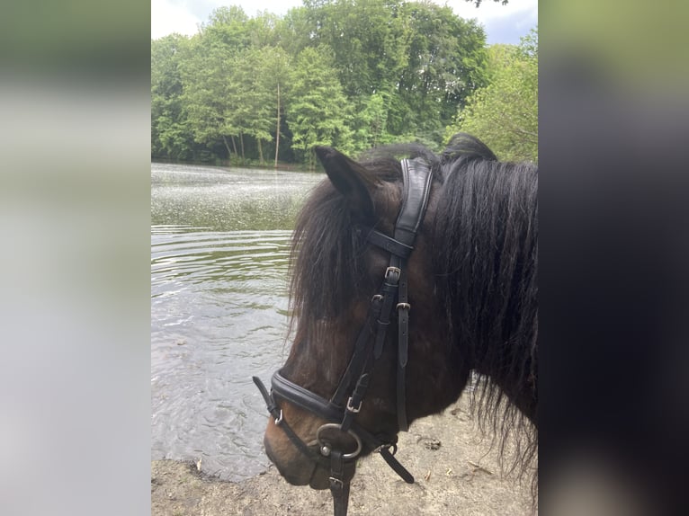 Icelandic Horse Gelding 7 years 13,1 hh Bay-Dark in Bottrop