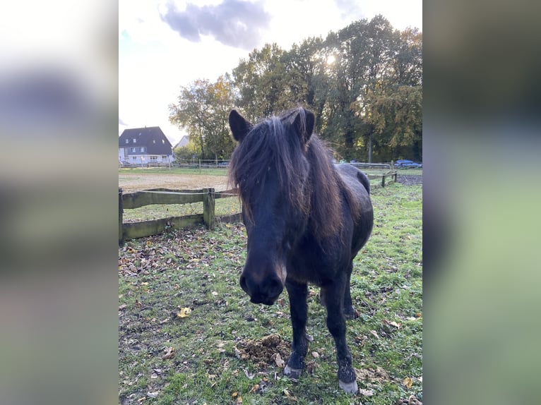 Icelandic Horse Gelding 7 years 13,1 hh Bay-Dark in Bottrop