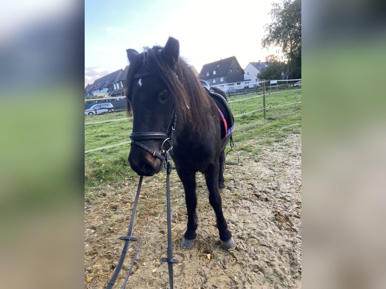 Icelandic Horse Gelding 7 years 13,1 hh Bay-Dark in Bottrop