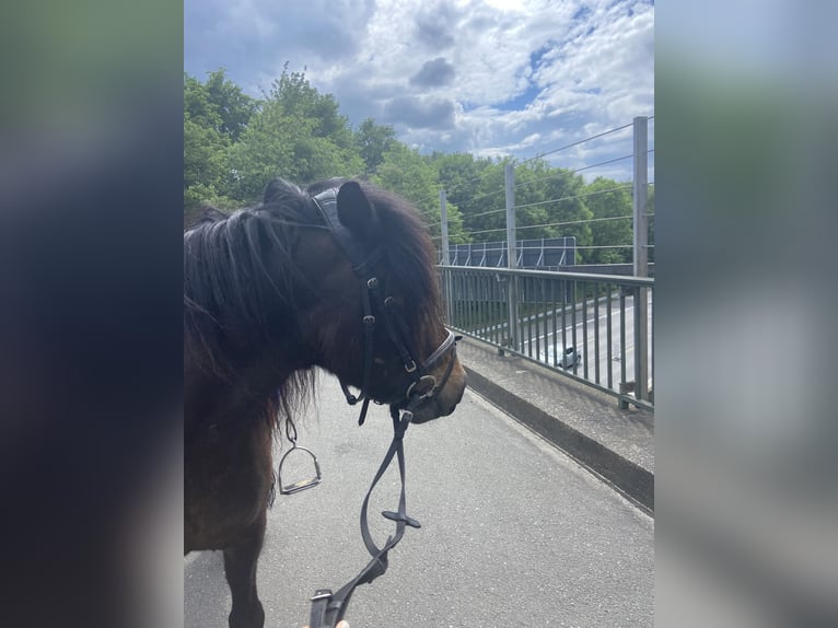 Icelandic Horse Gelding 7 years 13,1 hh Bay-Dark in Bottrop