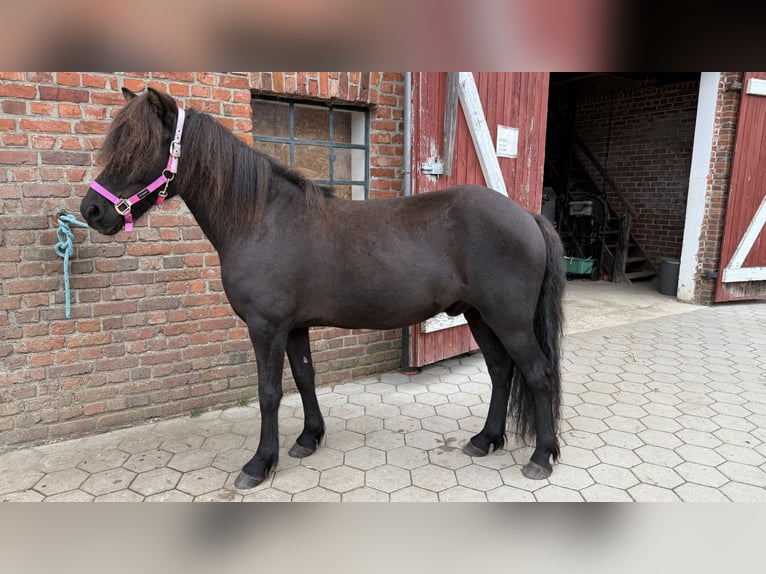 Icelandic Horse Gelding 7 years 13.1 hh Black in Appen