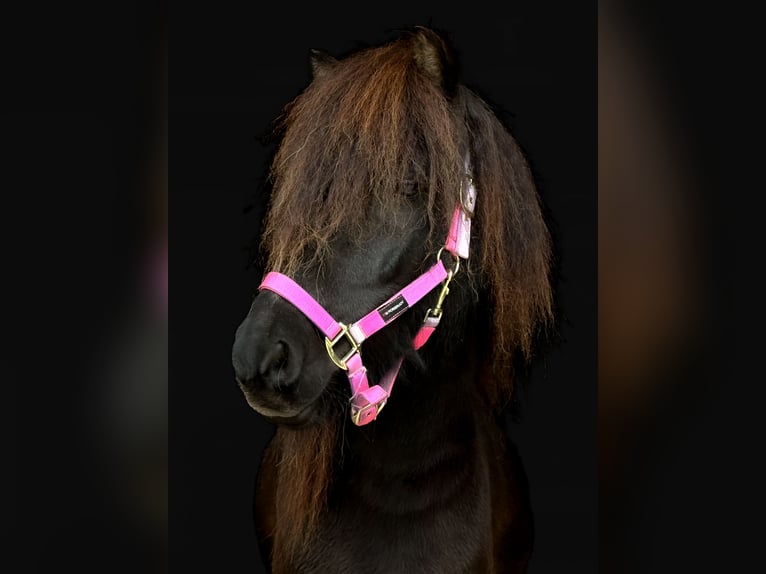 Icelandic Horse Gelding 7 years 13.1 hh Black in Appen