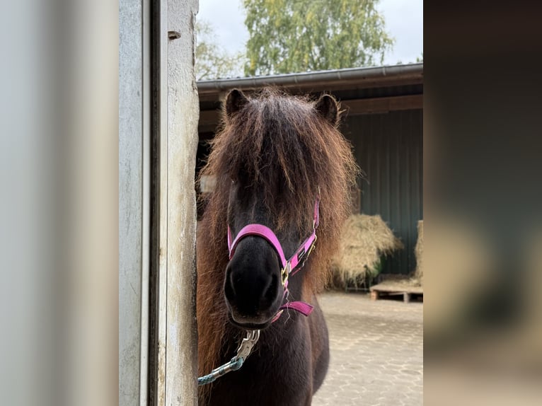 Icelandic Horse Gelding 7 years 13.1 hh Black in Appen