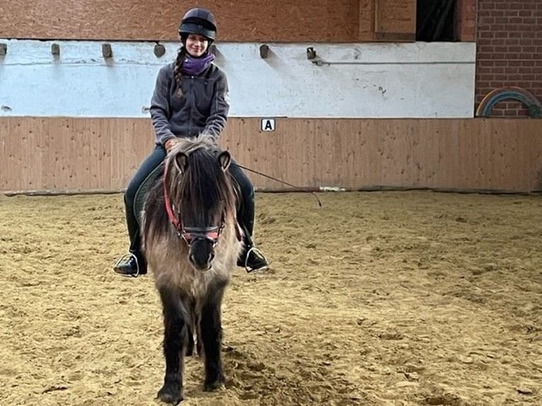 Icelandic Horse Gelding 7 years 13,1 hh Dun in Heiden