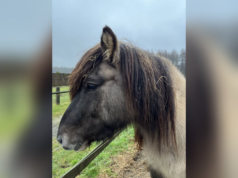 Icelandic Horse Gelding 7 years 13,1 hh Dun in Heiden