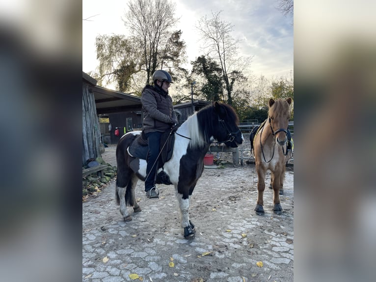 Icelandic Horse Gelding 7 years 13,1 hh Pinto in Nienhagen