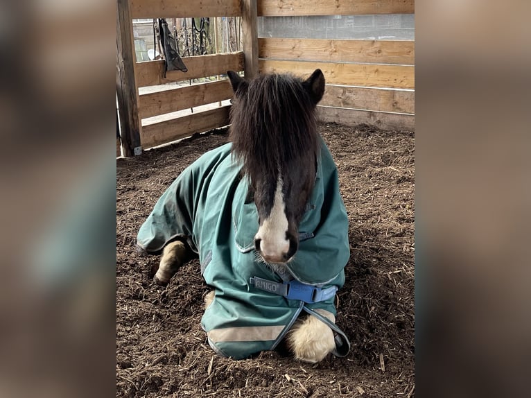 Icelandic Horse Gelding 7 years 13,1 hh Pinto in Nienhagen