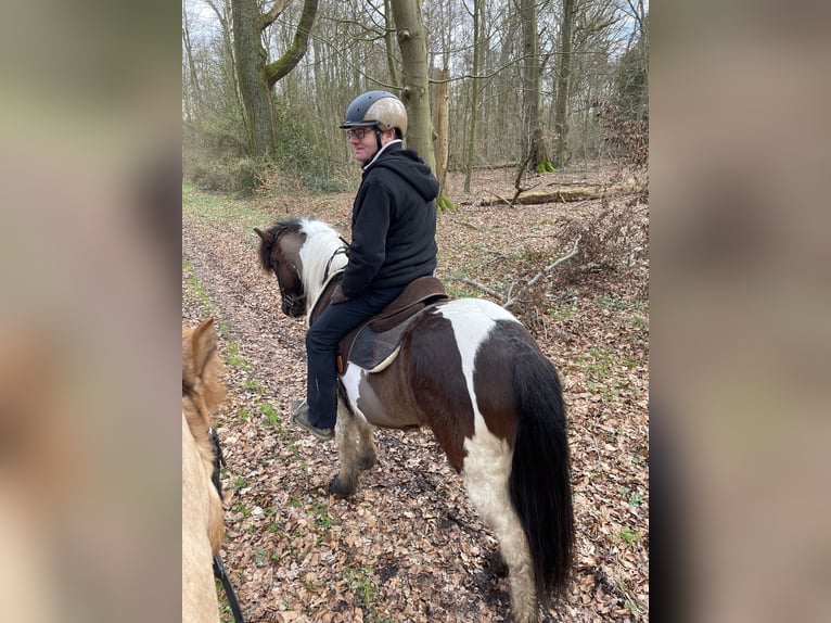 Icelandic Horse Gelding 7 years 13,1 hh Pinto in Nienhagen