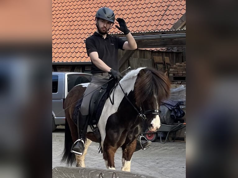 Icelandic Horse Gelding 7 years 13,1 hh Pinto in Nienhagen