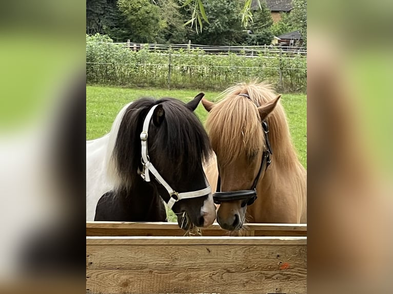 Icelandic Horse Gelding 7 years 13,1 hh Pinto in Nienhagen