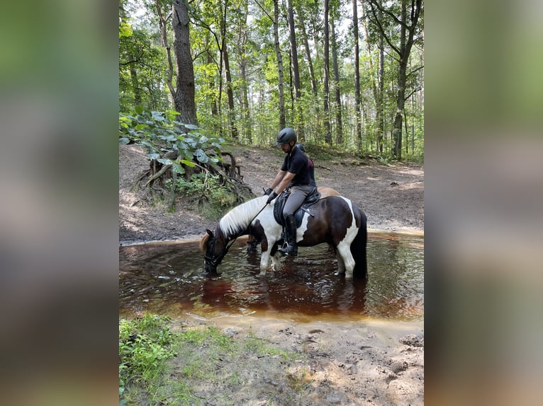 Icelandic Horse Gelding 7 years 13,1 hh Pinto in Nienhagen