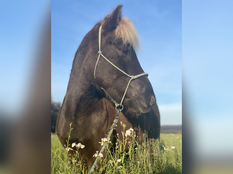 Icelandic Horse Gelding 7 years 13,1 hh in Pottendorf