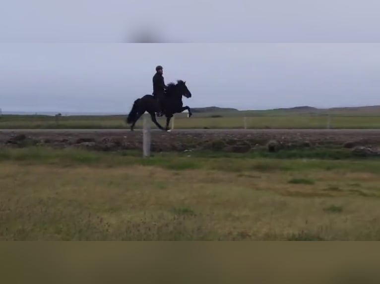 Icelandic Horse Gelding 7 years 13,2 hh Black in Kaufungen