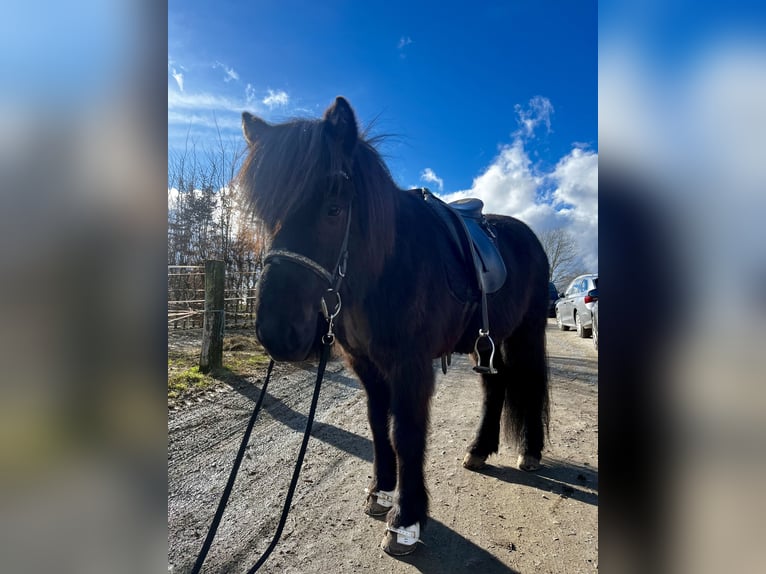 Icelandic Horse Gelding 7 years 13,2 hh Black in Kaufungen