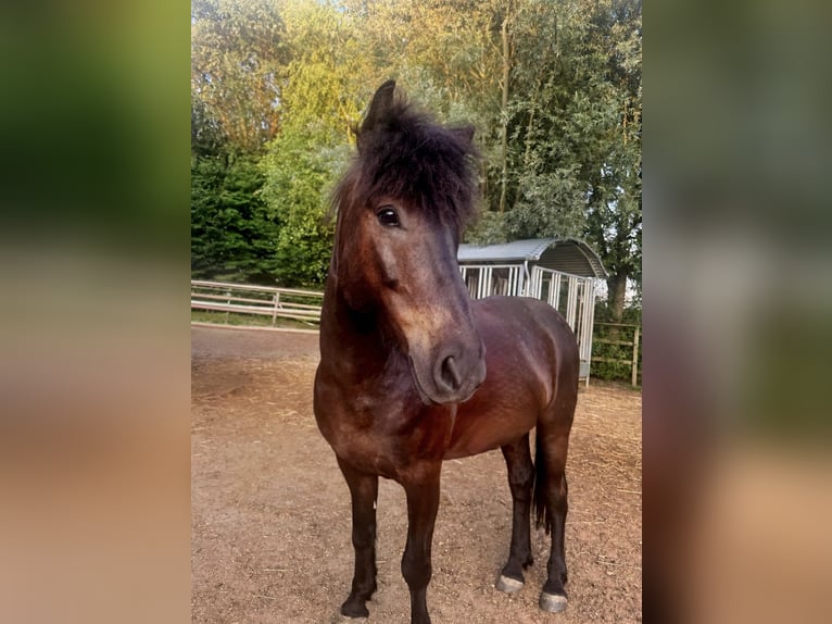 Icelandic Horse Gelding 7 years 13.2 hh Black in Weil