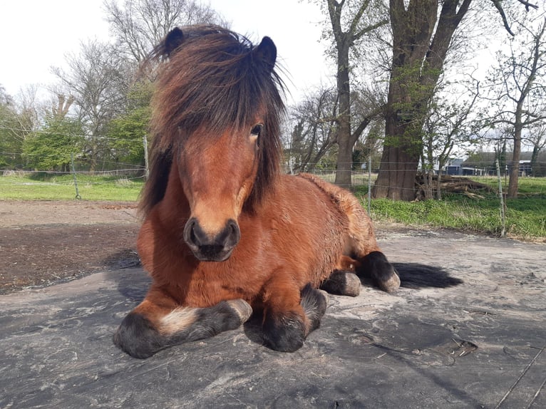 Icelandic Horse Gelding 7 years 13,2 hh Brown in Schipluiden