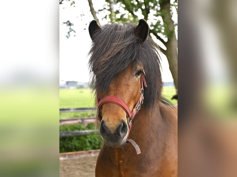 Icelandic Horse Gelding 7 years 13,2 hh Brown in Schipluiden