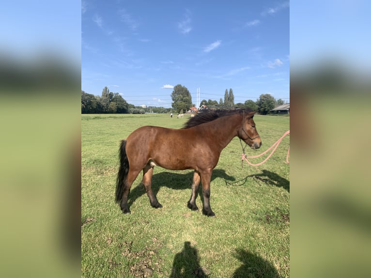 Icelandic Horse Gelding 7 years 13,2 hh Brown in Schipluiden