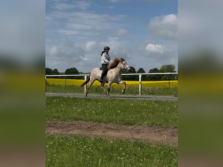 Icelandic Horse Gelding 7 years 13.2 hh Buckskin in Viersdorf