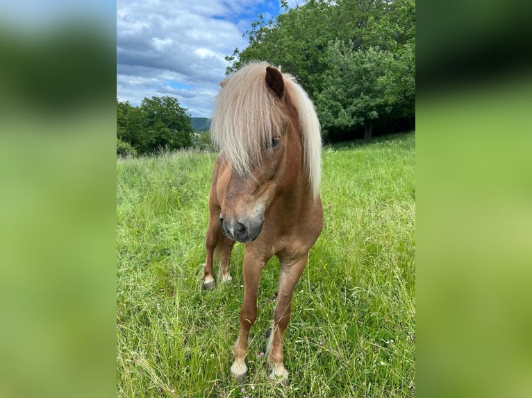 Icelandic Horse Gelding 7 years 13.2 hh Chestnut-Red in Bensheim