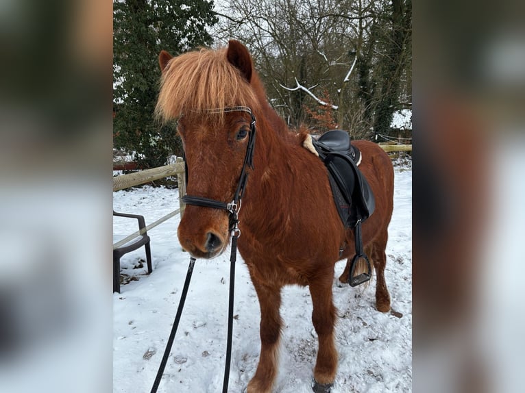 Icelandic Horse Gelding 7 years 13.2 hh Chestnut-Red in Martfeld