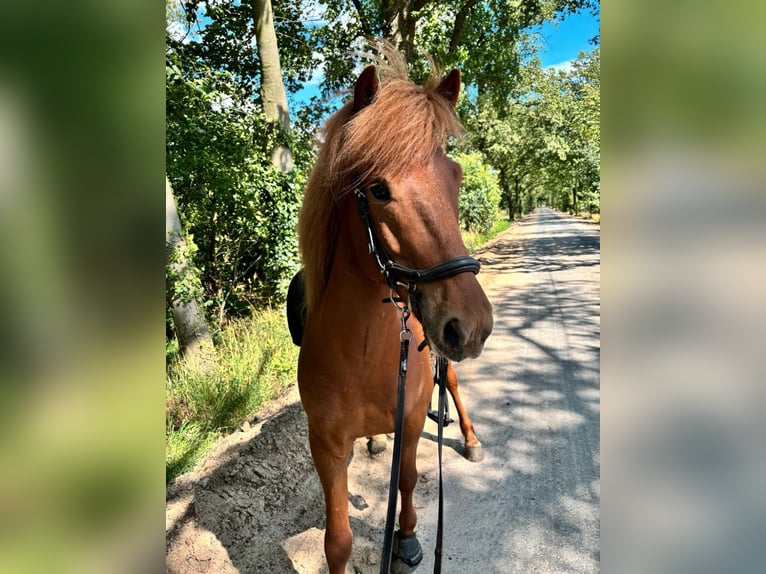 Icelandic Horse Gelding 7 years 13.2 hh Chestnut-Red in Martfeld