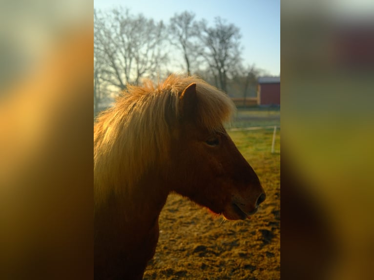 Icelandic Horse Gelding 7 years 13.2 hh Chestnut-Red in Martfeld