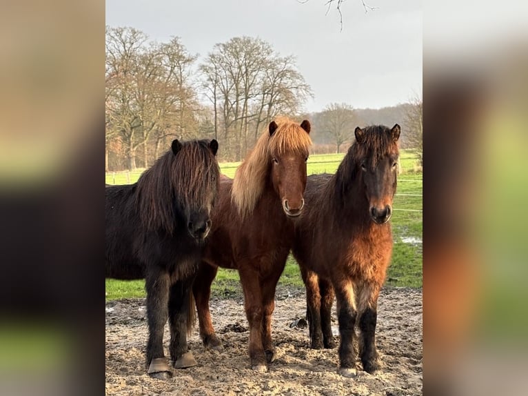 Icelandic Horse Gelding 7 years 13.2 hh Chestnut-Red in Schwarme