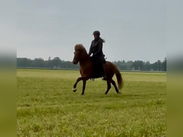 Icelandic Horse Gelding 7 years 13.2 hh Chestnut-Red in Schwarme